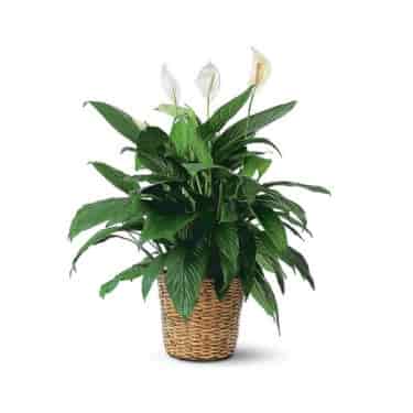 Spathiphyllum Gros